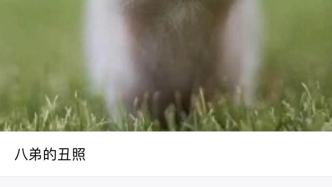 用了五年的iphone11,iphone相册总结