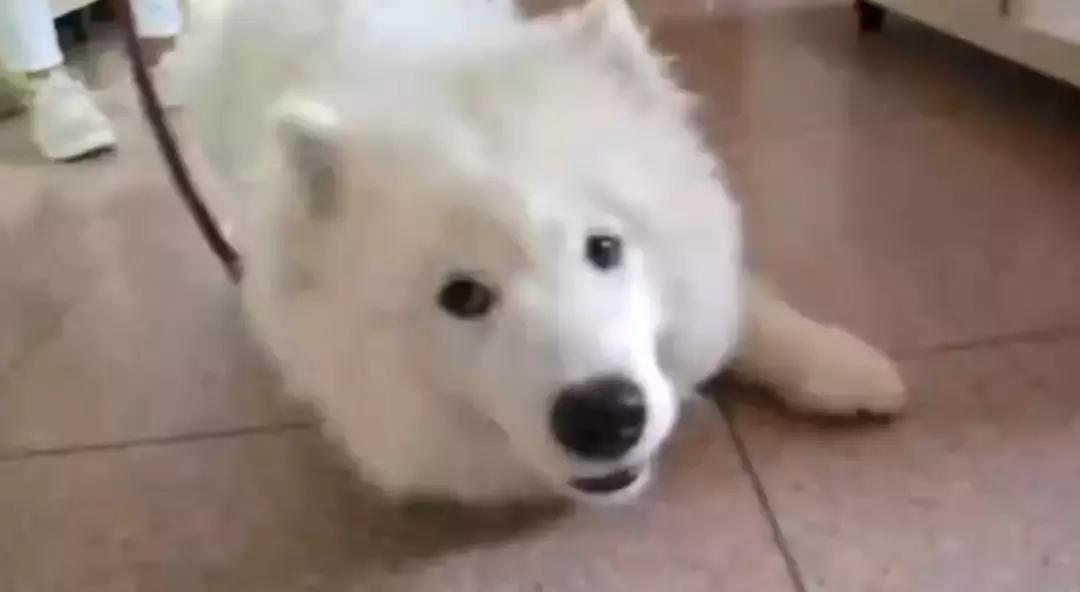 毛孩子初次发情，意外怀孕危害大！怎么办？