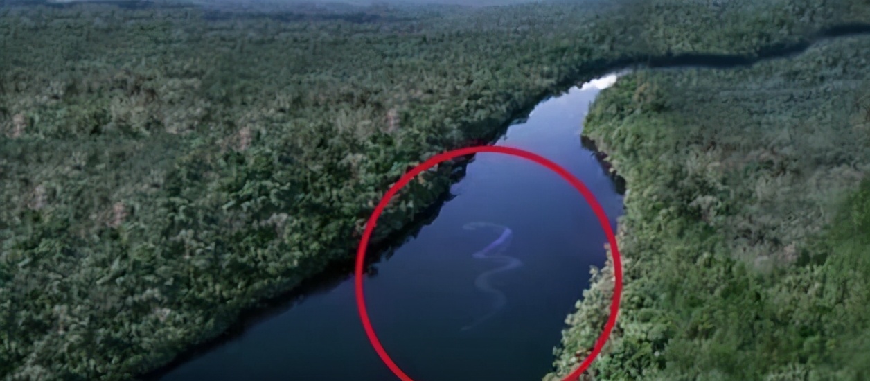 被蟒蛇吞进肚子能否用刀自救实验,你被蟒蛇吞下能用刀自救吗