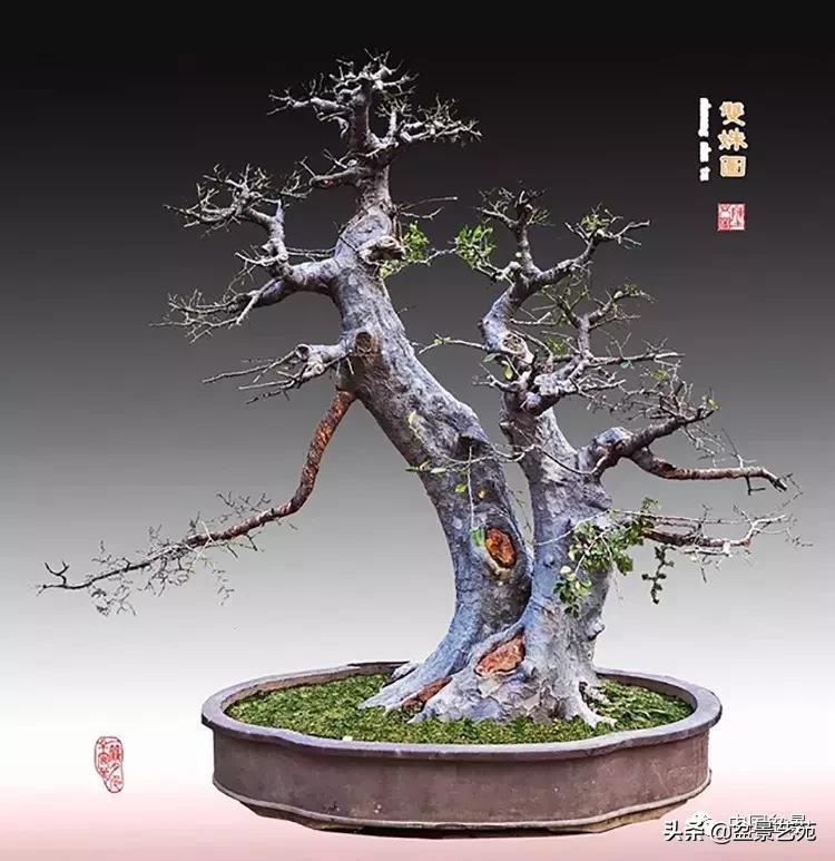 陈文图榕树欣赏,陈文图盆景