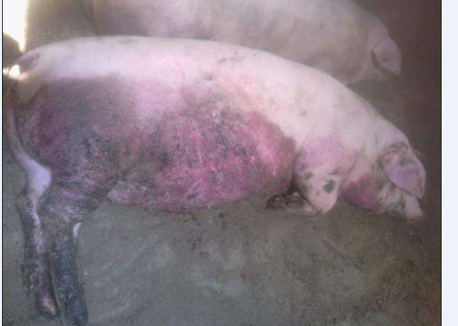 猪关节肿胀最佳治疗方法,猪浑身发紫高烧怎回事