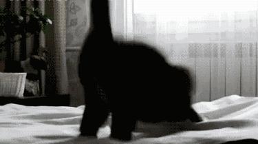 新手养猫注意事项养猫人经验总结,养猫人必备的小妙招快收藏起来吧