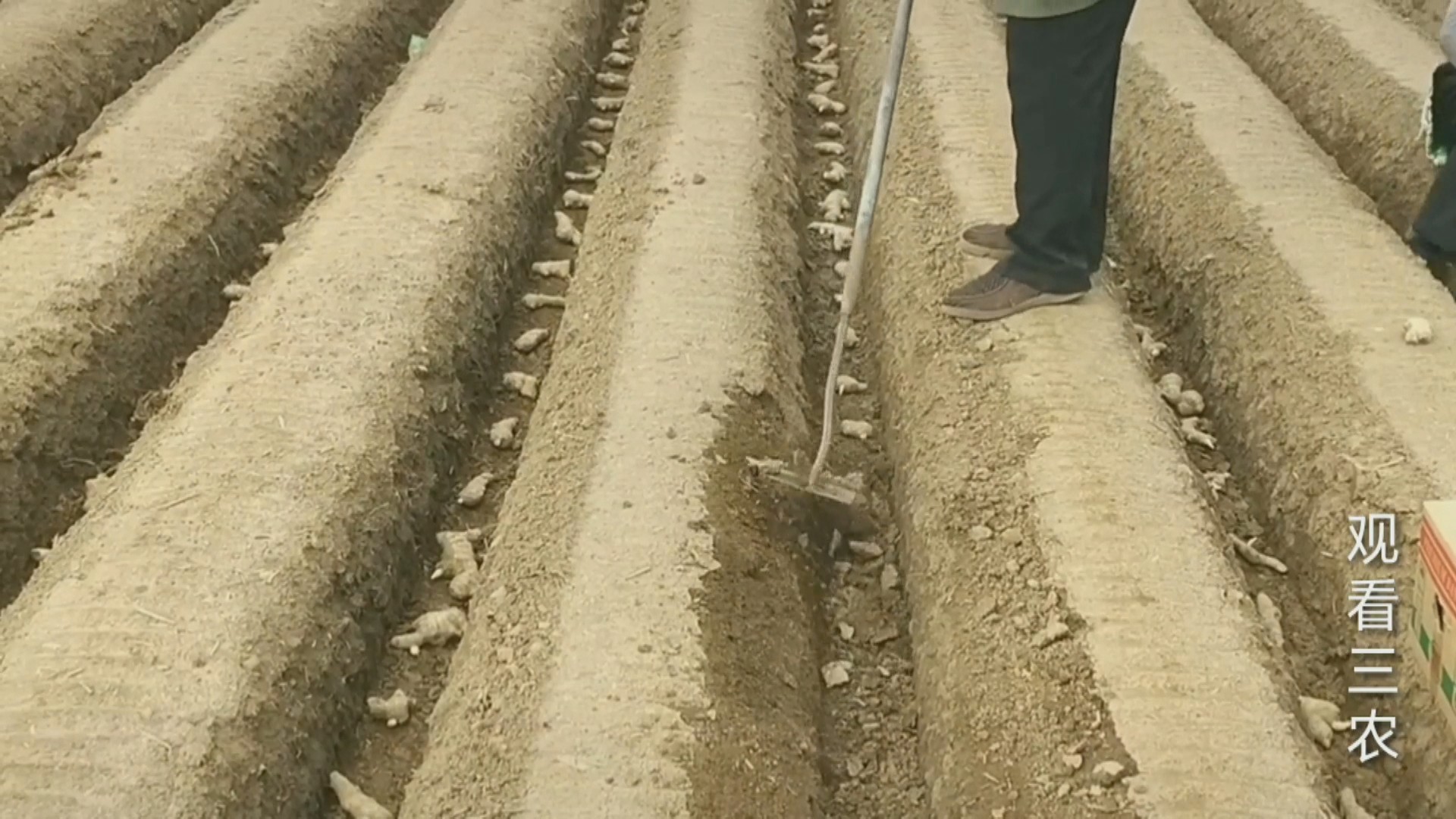 农广天地大姜种植技术视频,种植大姜的正确方法