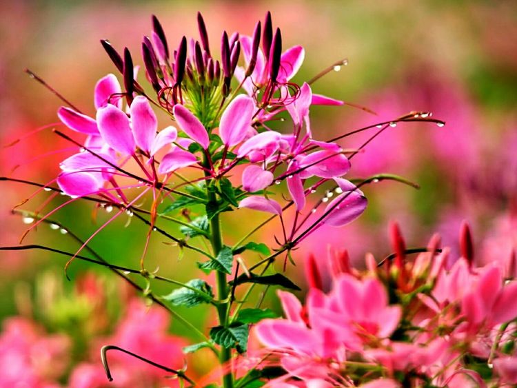 原创蝴蝶恋花,蝶恋花蝴蝶原唱