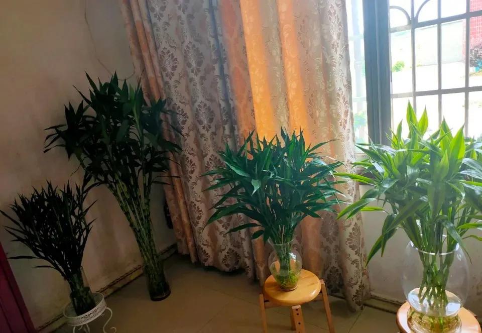 富贵竹黄叶有什么办法拯救吗,富贵竹黄叶的原因和解决办法