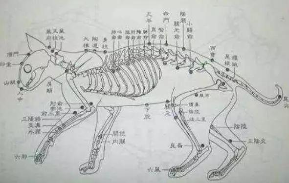 双黄连怎么没有黄连,双黄连没有黄连为什么叫双黄连