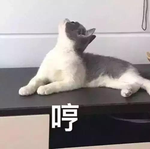 猫咪舔人又咬是什么意思啊,猫咪拿舌头舔主人的手代表什么