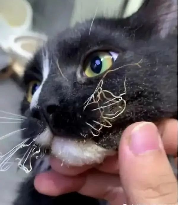 猫咪不习惯吃的表现,猫咪不为人知的用途