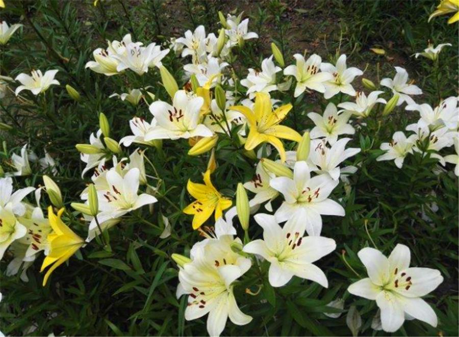 百合使用叶面肥和生根肥有功效吗,百合种植方法几天出苗