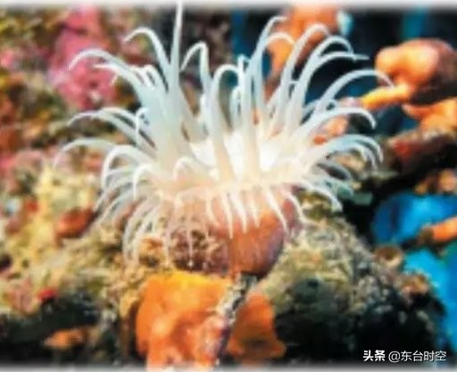 东台海景最美的地方,东台看海最好的地方