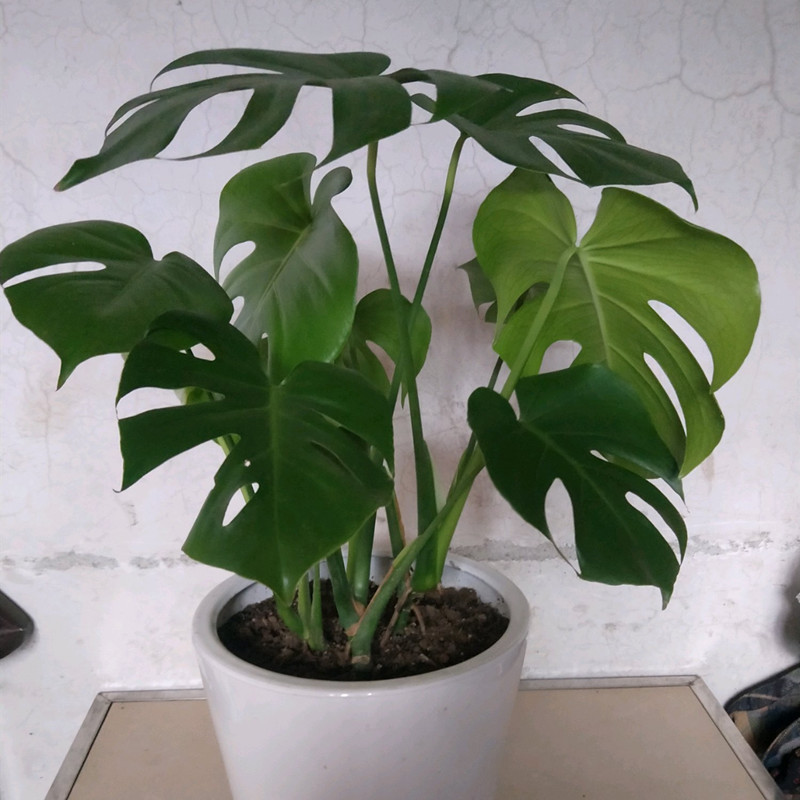 龟背竹叶片发黄原因及解决方法,龟背竹叶片发黄了怎么处理