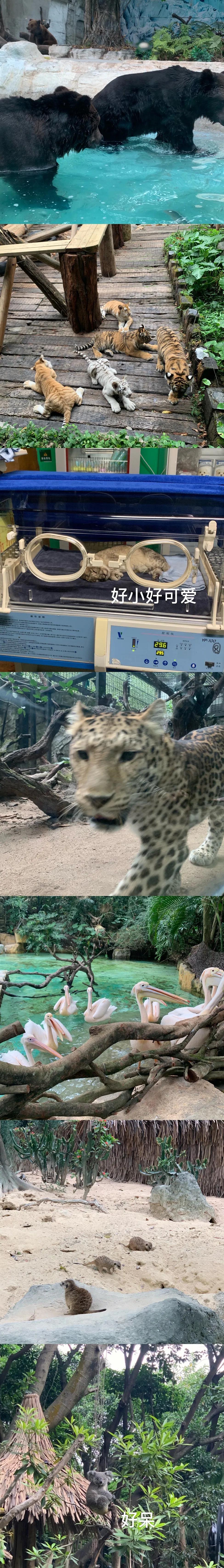 广州长隆野生动物园步行游玩攻略,广州长隆野生动物园三园游玩攻略