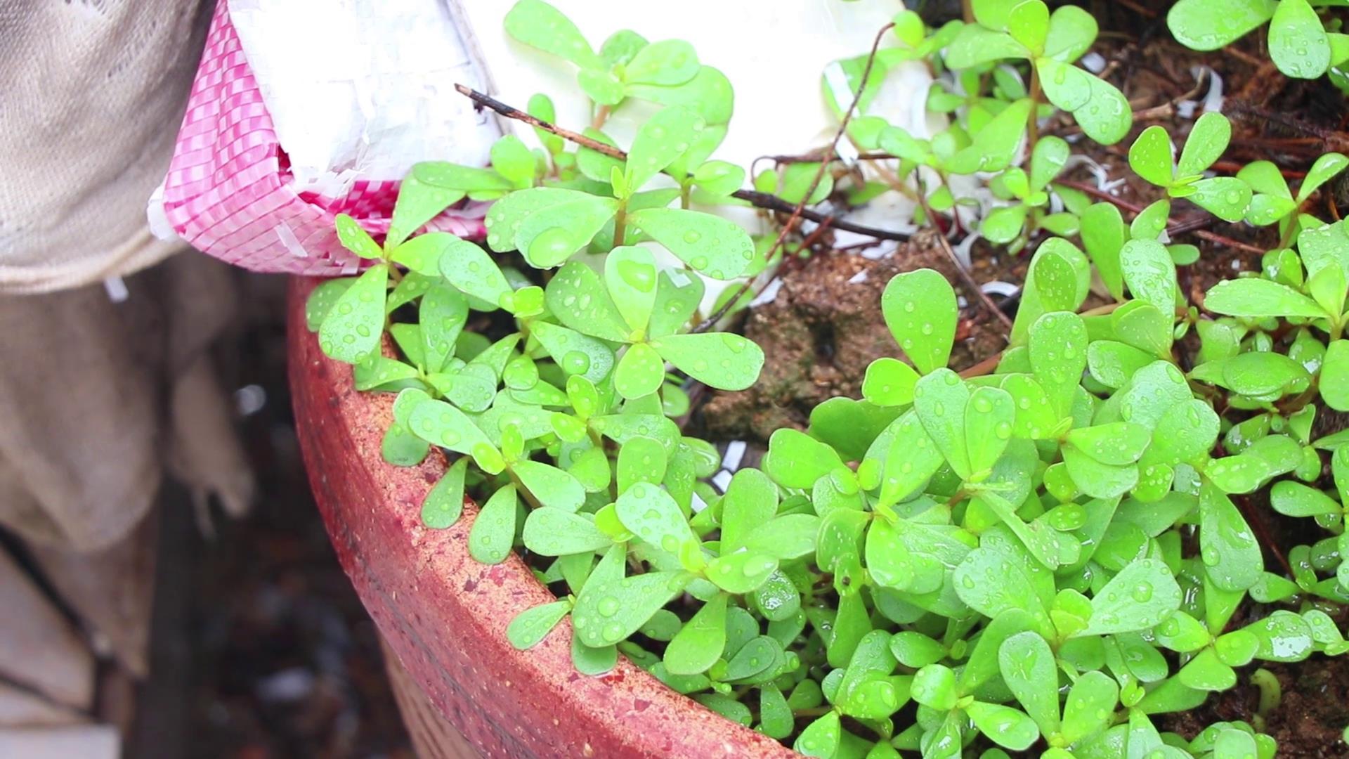 马齿苋怎么做好吃又简单家常,马齿苋怎么做好吃又简单