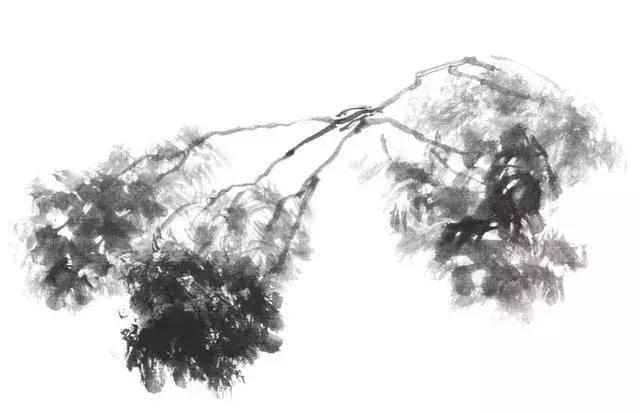 白描荷花的画法图片,如何画荷花国画白描