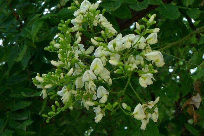 100种漂亮的夏花图片,30种夏花图片大全