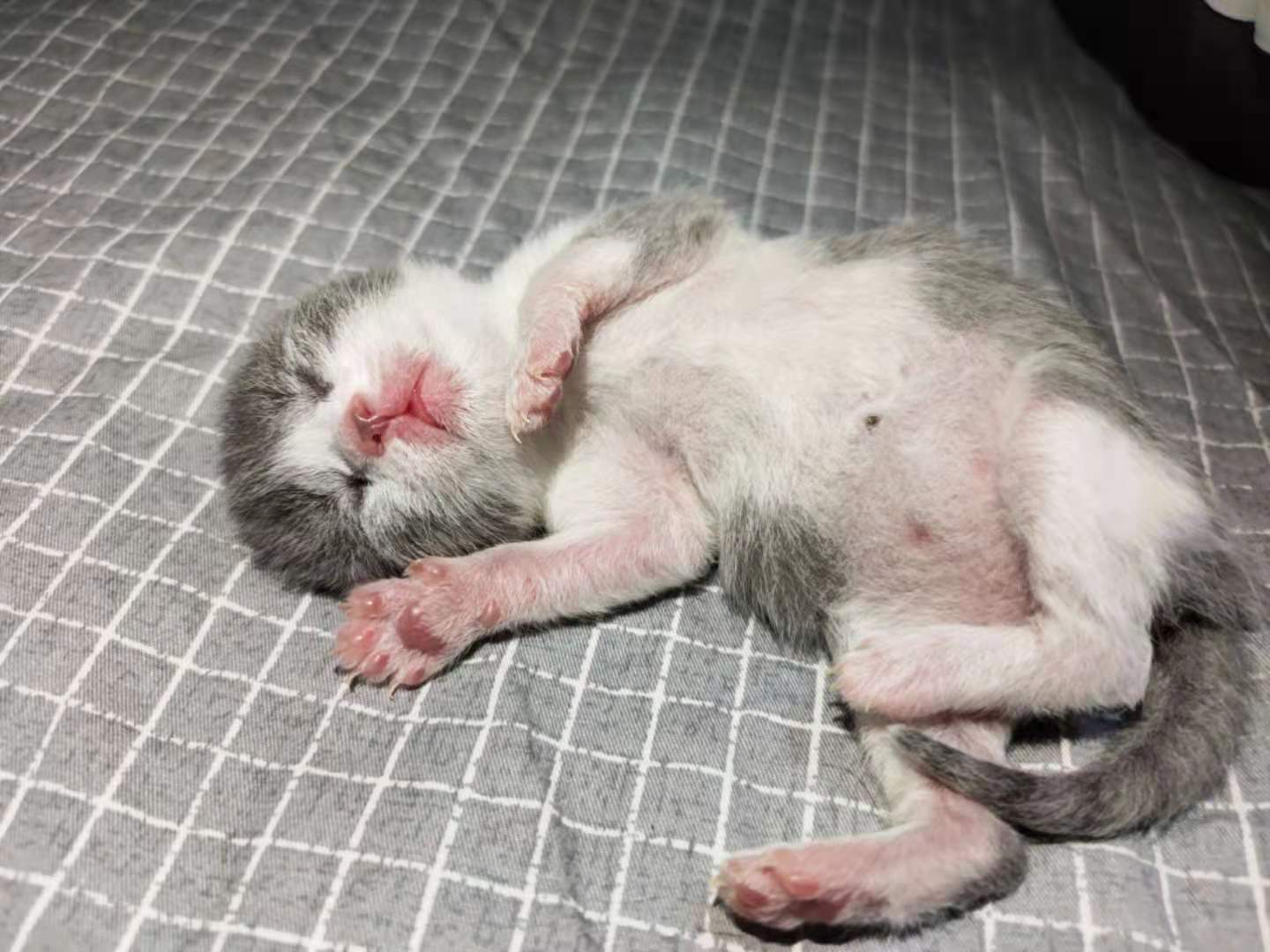 新手怎么养2个月多小奶猫,如何喂养一个月的小奶猫