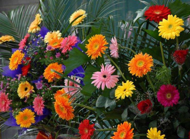 什么花草最好养又吸甲醛,养什么花可以去除甲醛