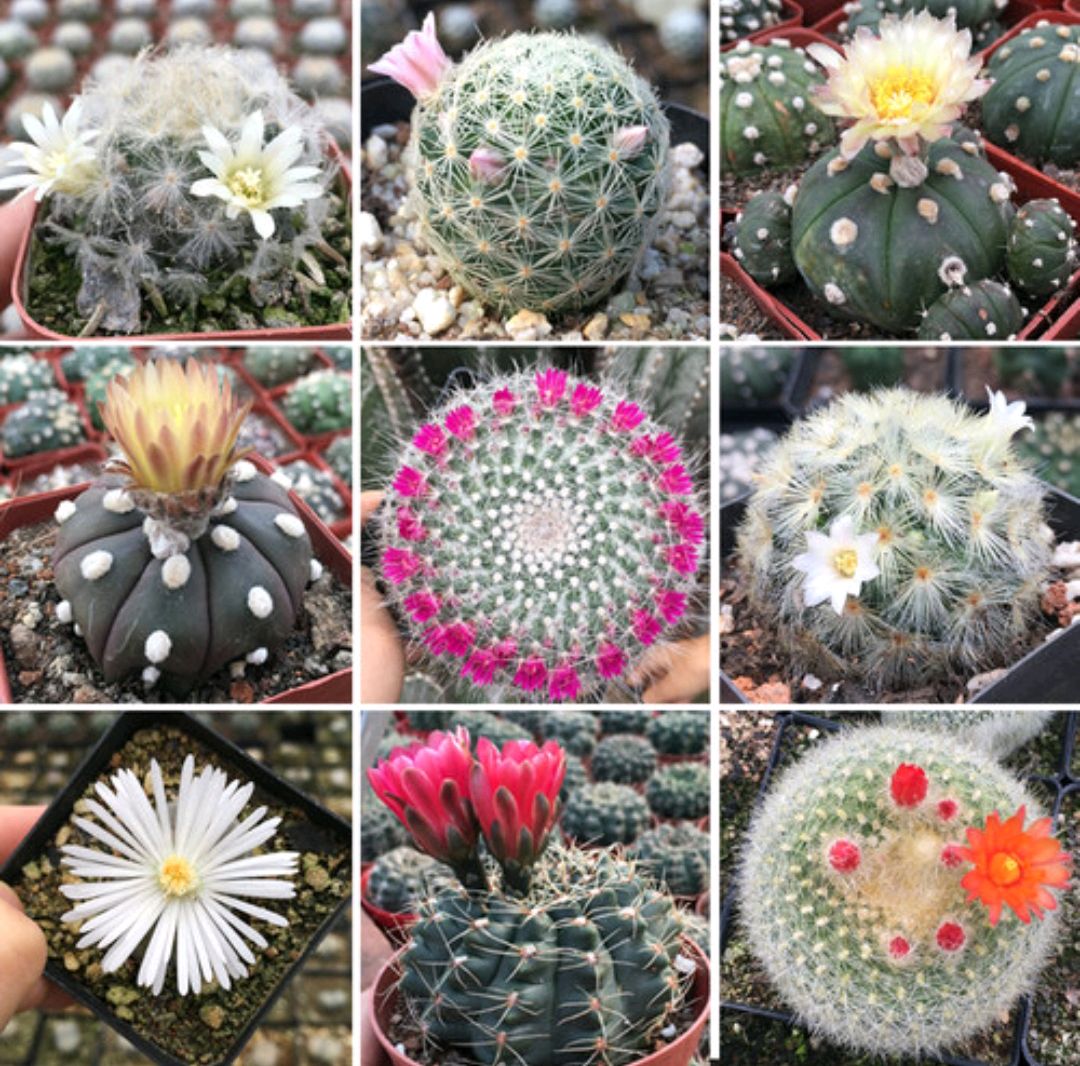 这“38种花”，当你开始收集品种时，你已入坑颇深