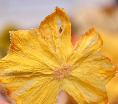 自制果茶水果干,水果干泡茶