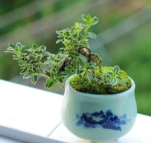 好养易活的室内小盆栽,十种养不死的室内小盆栽