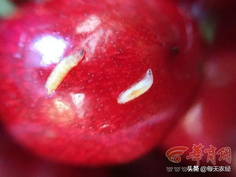 樱桃打果蝇药几天可以吃,大樱桃果蝇难防治掌握方法才奏效