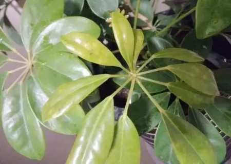 鹅掌柴适合什么时候修剪,鹅掌柴枯枝怎么办