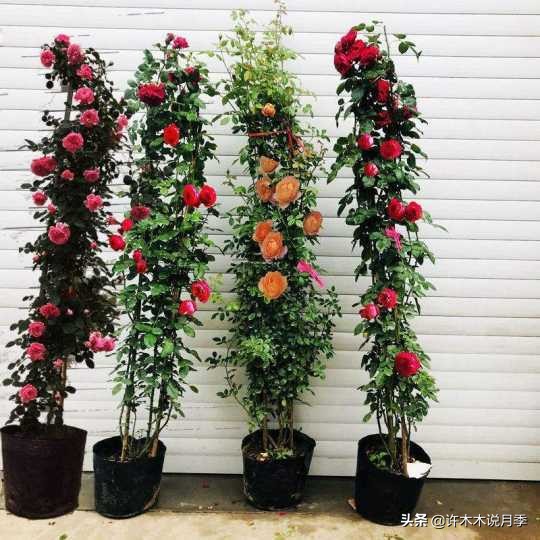 月季从小苗到大苗如何养,藤本月季花苗修剪教程