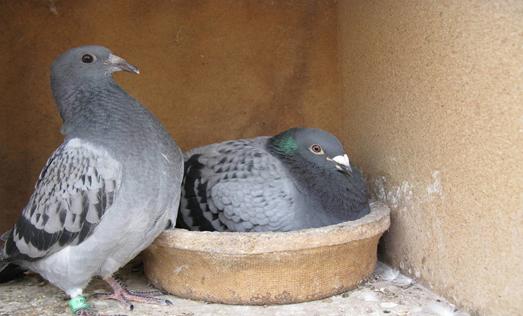 鸽子得了毛滴虫会呕吐吗,鸽子得了毛滴虫病用什么药