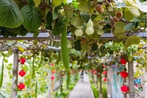 孟津值得去的景点,孟津有啥好的旅游景点