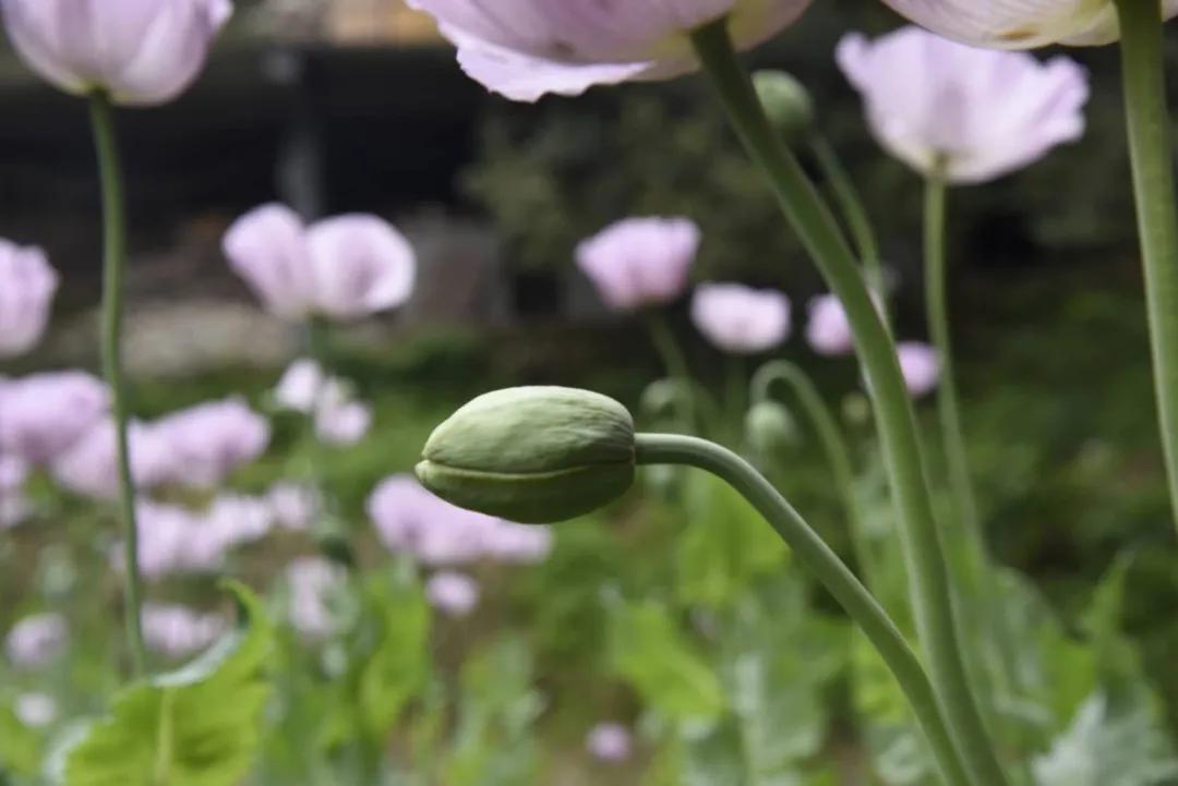 误听“*粟罂**”可治病被惩处懊悔不已