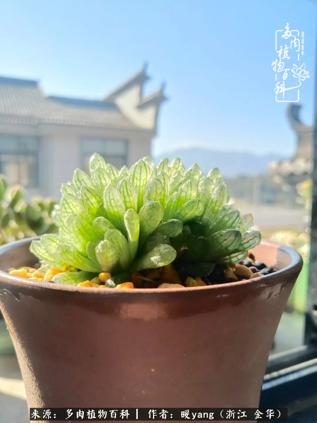 养多肉是业余的纯粹是爱好,每晚7点教您快速入门养多肉