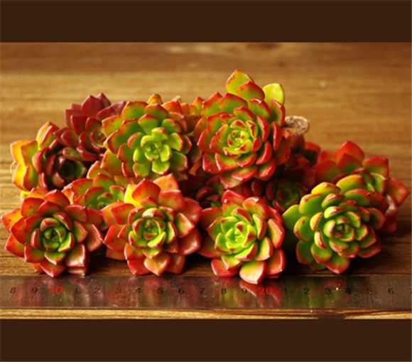 鑺辨埧濮戝澶氳倝閰嶅湡,鑺辨埧濮戝鐜夐湶澶氳倝