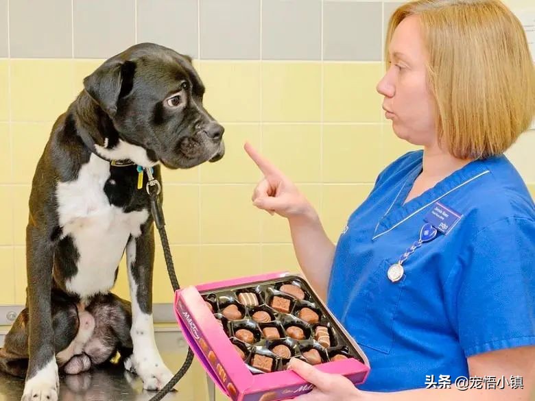 狗狗吃了巧克力饼干怎么办,狗狗吃少量的巧克力怎么办