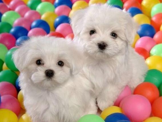 怎么避免比熊的泪痕,怎么解决比熊的泪痕