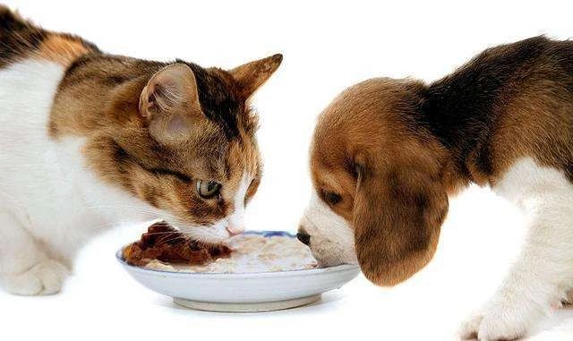 主人拉肚子了小猫咪会怎么办,猫主子拉稀