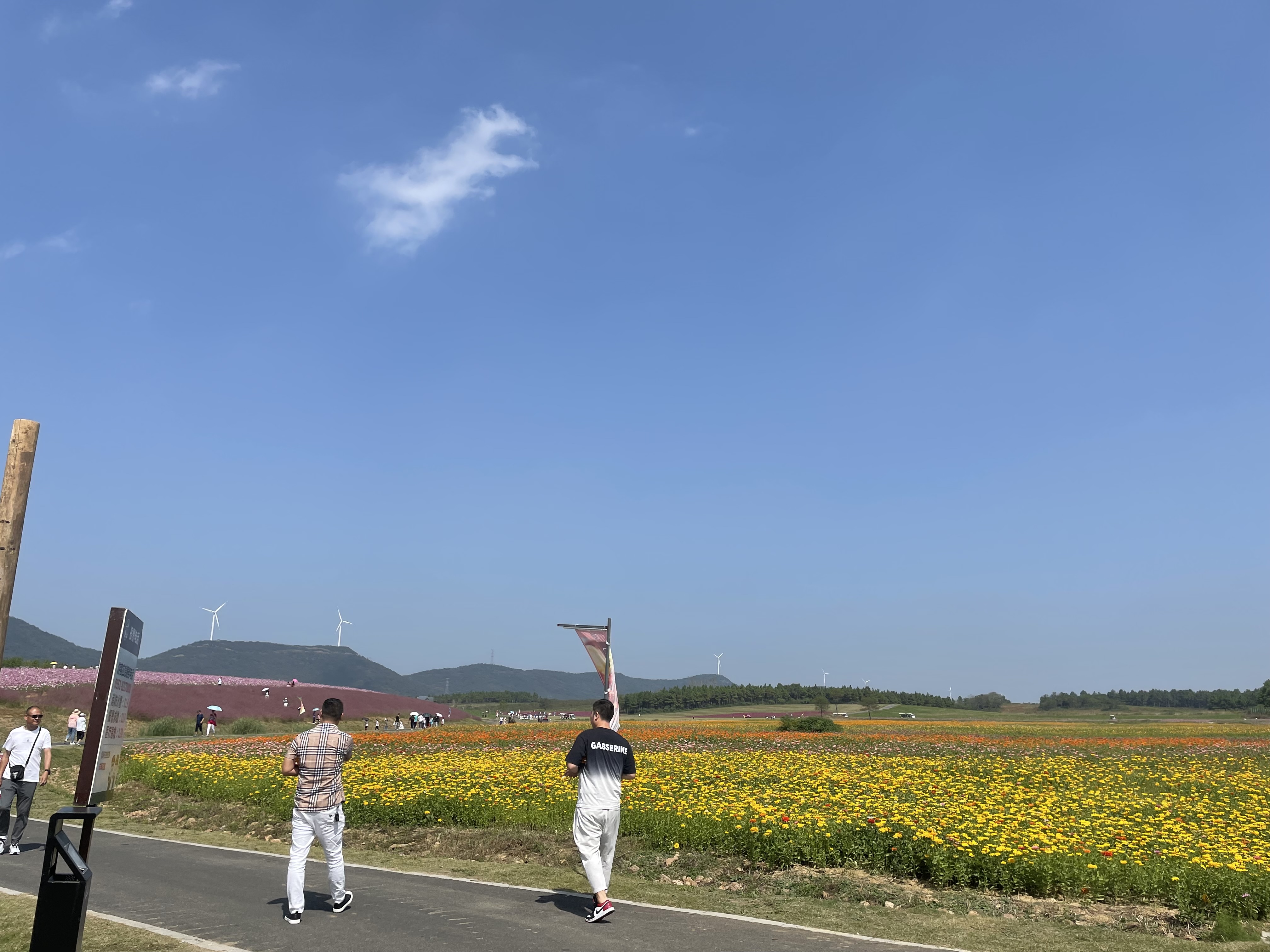 合肥四季花海公园属于几a级景区,合肥滨湖四季花海怎么坐车去