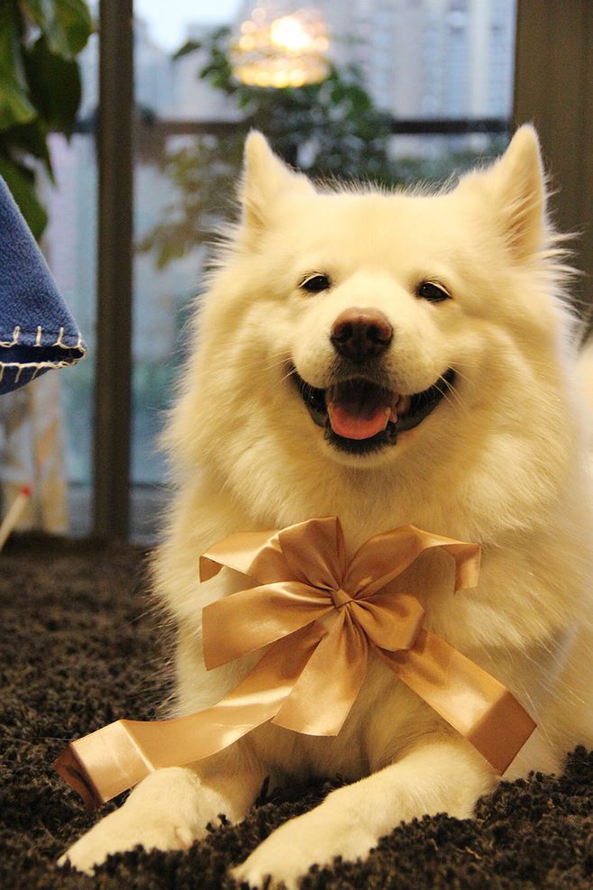 纯种狗狗的缺陷有哪些,各种品种狗狗的基因缺陷