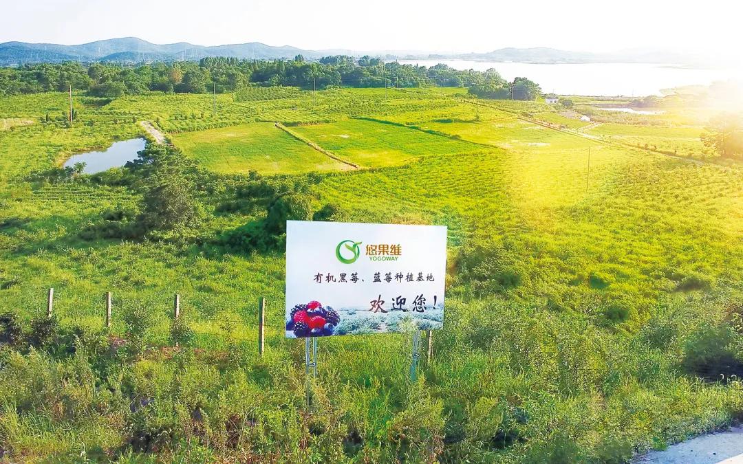 黑莓的分类及危害,黑莓缺点