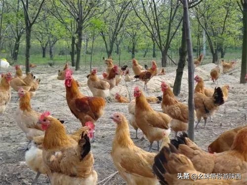 西安亲子农场庄园,西安亲子庄园