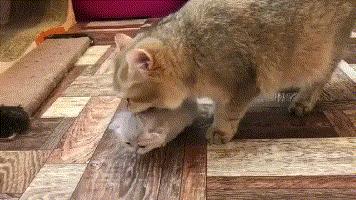 猫妈妈带娃累了咋办,如何帮助猫妈带小猫