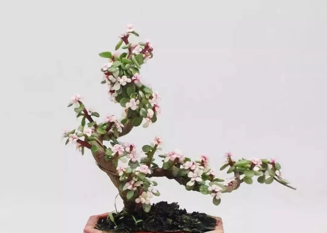 哪些名贵盆栽越养越有价值 (适合久养的珍稀盆栽)