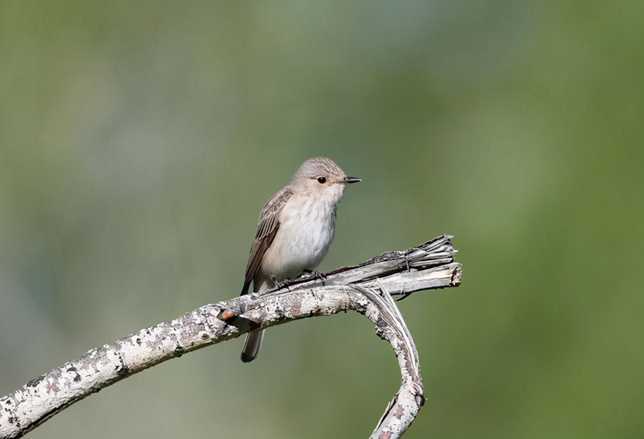 100个搞笑冷知识动物,奇葩动物冷知识你都知道哪几个