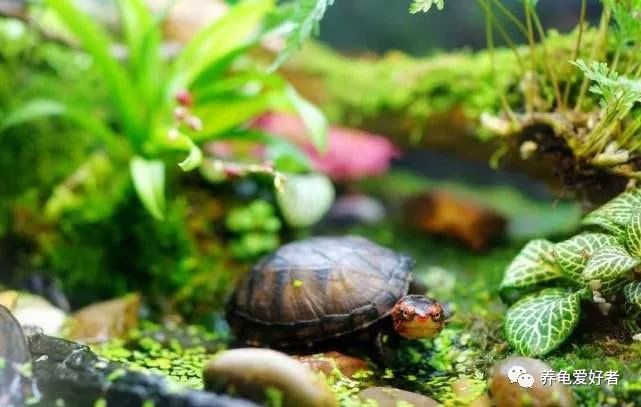 乌龟最害怕什么,乌龟最怕的三样东西