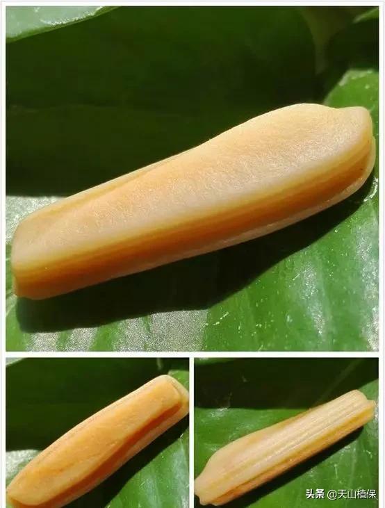 跨越千万年，历经风沙的美丽——*疆新**沙漠漆