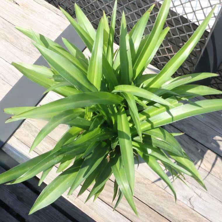 吊兰干尖怎么办,金边吊兰干尖怎么处理