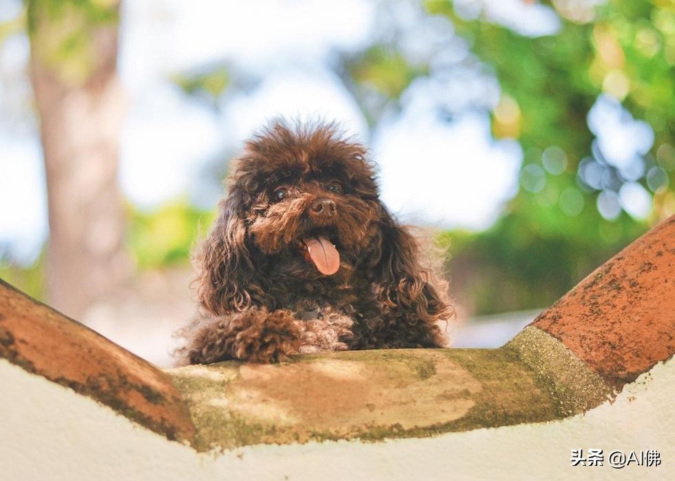 美国最受欢迎的100组小狗名字