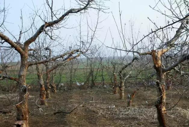 果树清园到底用什么药最好,冬季蜜柚清园管理要点