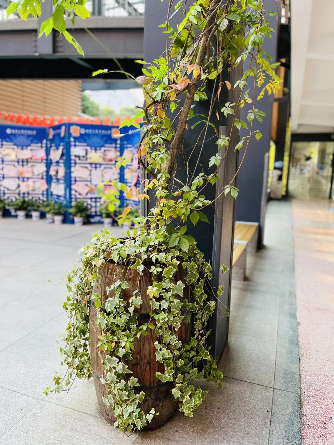 最美的风景美丽的校园,最美的风景就是校园