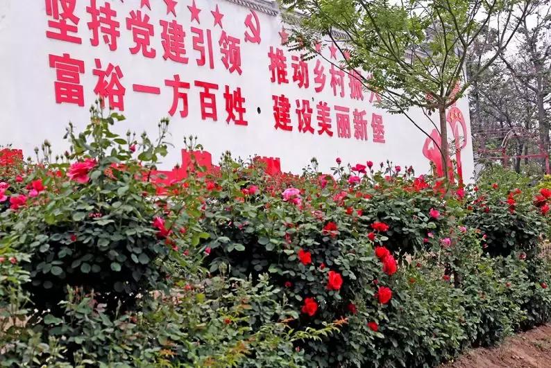 大荔美吗,大荔县的美