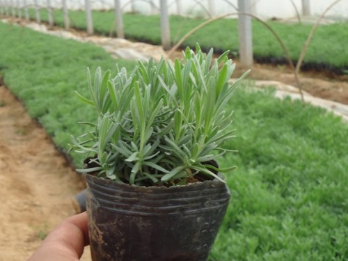 薰衣草幼苗栽培方法,薰衣草播种的三种方法